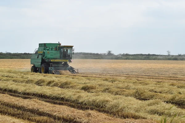 Rusya, Poltavskaya Köyü - 6 Eylül 2015: hasat toplama kombaynları Don. Tarım makineleri