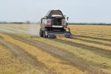 Rusya, Poltavskaya Köyü - 27 Eylül 2015: pirinç hasat tarafından birleştirin. Alanların hasat sonbahar.