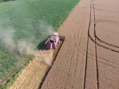 Temizlik buğday hasat. Olgun buğday hasat mowed ve saman kolayca onun arkasında püskürtülür.