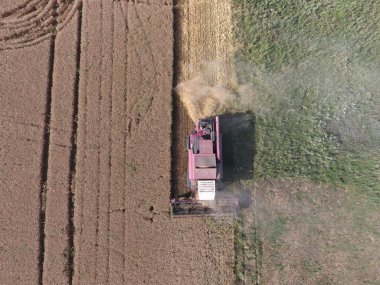 Temizlik buğday hasat. Olgun buğday hasat mowed ve saman kolayca onun arkasında püskürtülür.
