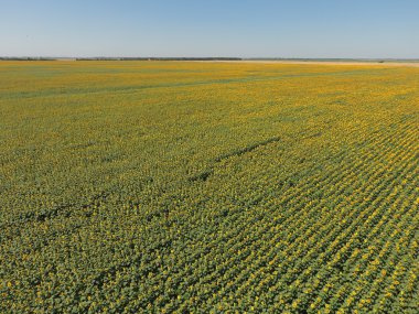 Ayçiçeği tarlası. Üstten Görünüm.