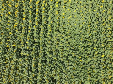 Ayçiçeği tarlası. Tarım alanlarının havadan görünüşü, çiçek açan yağ tohumu. Üst görünüm.