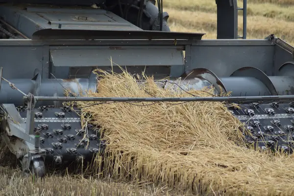 Rice Harvesting Combine Autumn Harvesting Fields — Stock Photo, Image