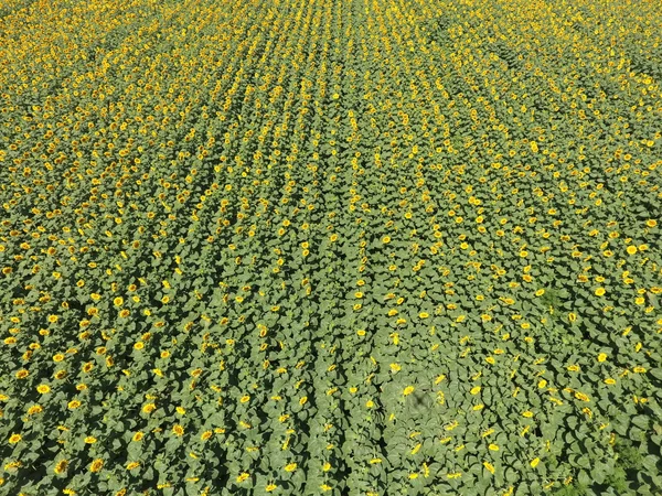 Campo Girassóis Vista Aérea Dos Campos Agrícolas Que Florescem Oleaginosas — Fotografia de Stock