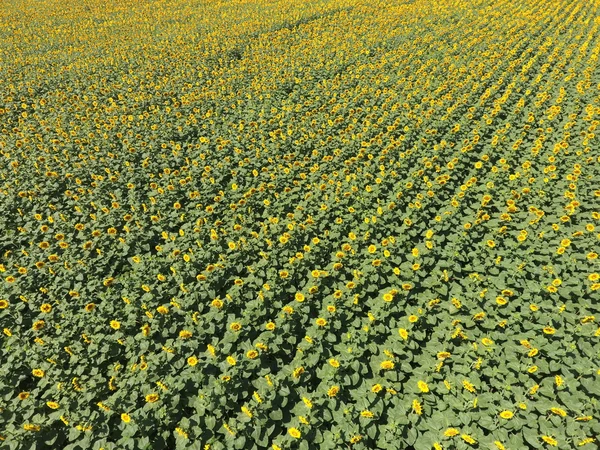 Campo Girassóis Vista Aérea Dos Campos Agrícolas Que Florescem Oleaginosas — Fotografia de Stock