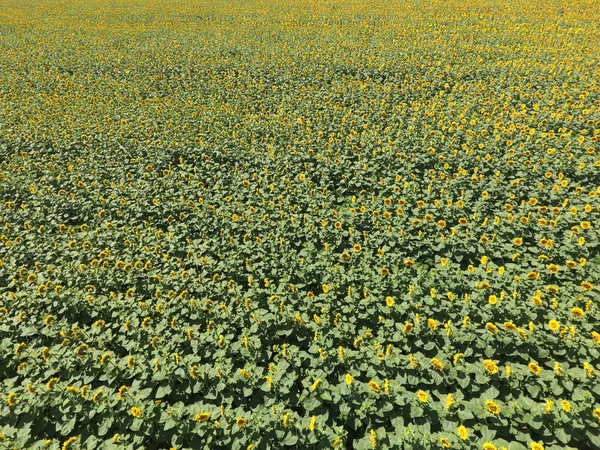 向日葵田从空中看农田开花的油籽 顶部视图 — 图库照片