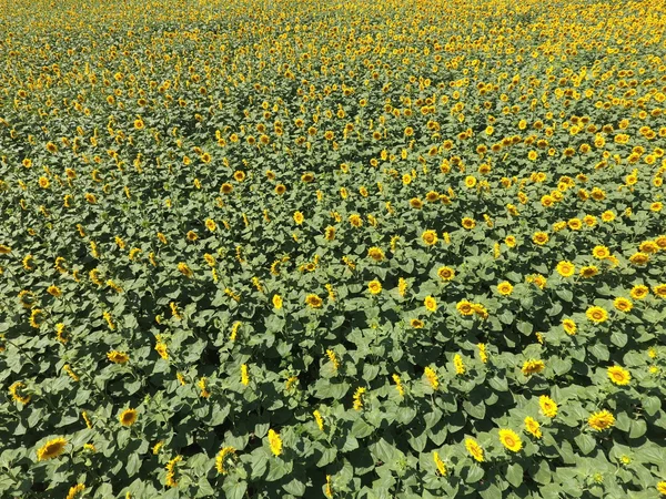 Solrosfält Flygfoto Åkrar Blommande Oljeväxter Ovanifrån — Stockfoto