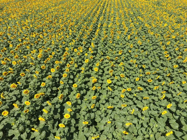 Solrosfält Flygfoto Åkrar Blommande Oljeväxter Ovanifrån — Stockfoto