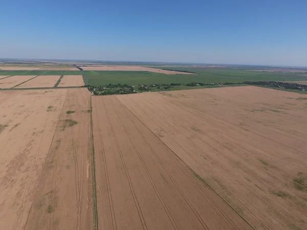 field of wheat, a top view. Photo Shooting quadrocopters field of ripe crops.