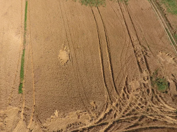 Campo Grano Una Vista Dall Alto Fotografia Tiro Quadrocopter Campo — Foto Stock