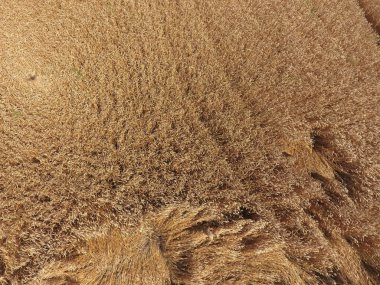 buğday, üstten görünüm alanı. Fotoğraf çekim quadrocopters alan olgun bitkileri.