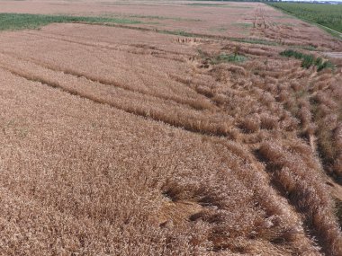 buğday, üstten görünüm alanı. Fotoğraf çekim quadrocopters alan olgun bitkileri.