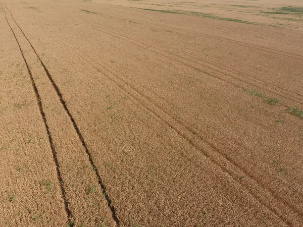 field of wheat, a top view. Photo Shooting quadrocopters field of ripe crops.