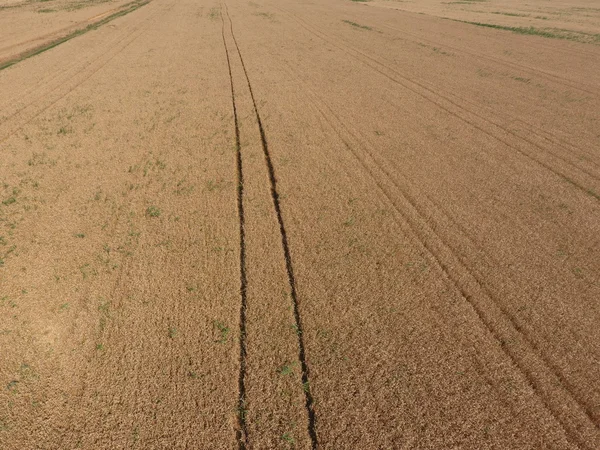 field of wheat, a top view. Photo Shooting quadrocopters field of ripe crops.