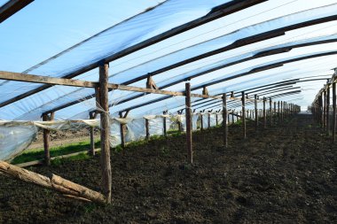 Seralarda sebze yetiştirmek için sera