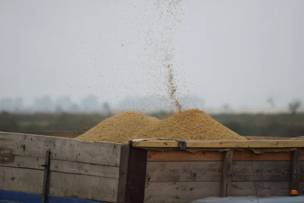 Déchargement Grain Une Moissonneuse Batteuse Dans Camion Machines Agricoles Pour — Photo