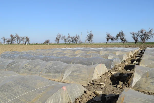 The greenhouse for growing vegetables in greenhouses. Agriculture.