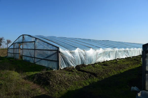 Üvegházhatást Okozó Növekvő Üvegházakban Zöldség Mezőgazdaság — Stock Fotó