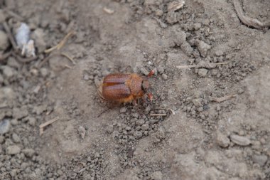 Yere baktım Doğu. Haşere bitki kök sistemi, Imago.