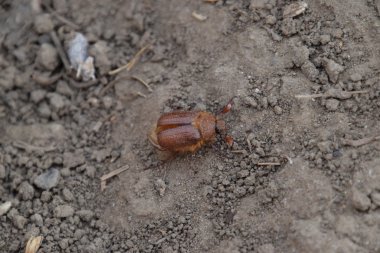 Yere baktım Doğu. Haşere bitki kök sistemi, Imago.