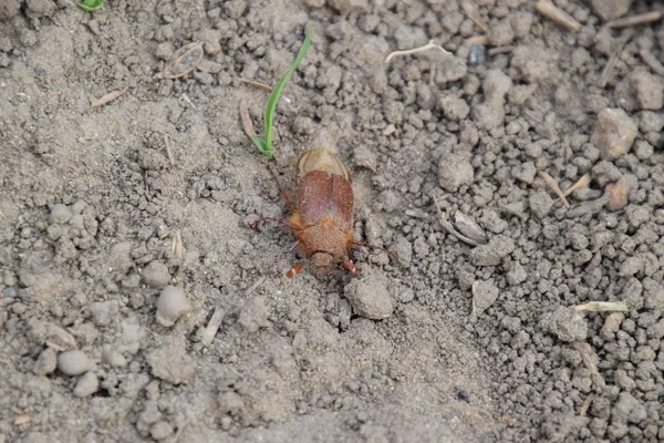 Melolontha Este Suelo Planta Plaga Sistema Raíces Imago — Foto de Stock