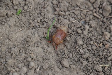 Yere baktım Doğu. Haşere bitki kök sistemi, Imago.