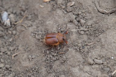 Yere baktım Doğu. Haşere bitki kök sistemi, Imago.
