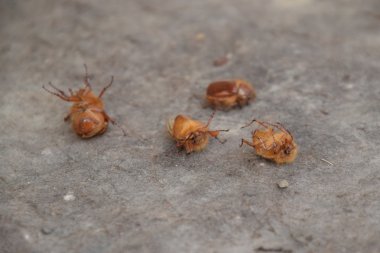 Yere baktım Doğu. Haşere bitki kök sistemi, Imago.