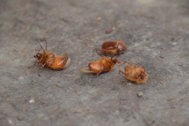 Yere baktım Doğu. Haşere bitki kök sistemi, Imago.