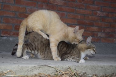 Yerli kedi çiftleşme. Hayvanların doğal davranış.