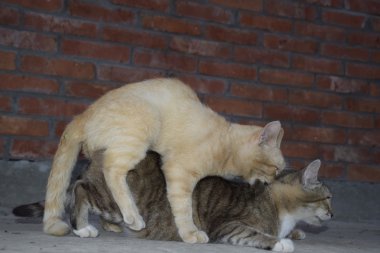 Yerli kedi çiftleşme. Hayvanların doğal davranış.