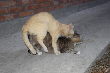 Yerli kedi çiftleşme. Hayvanların doğal davranış.