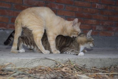 Yerli kedi çiftleşme. Hayvanların doğal davranış.