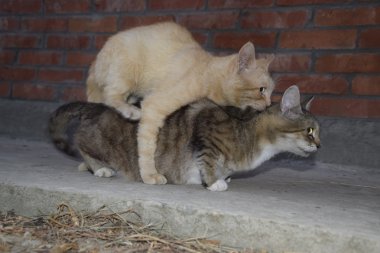 Yerli kedi çiftleşme. Hayvanların doğal davranış.
