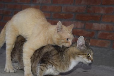 Yerli kedi çiftleşme. Hayvanların doğal davranış.