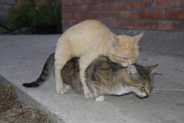 Yerli kedi çiftleşme. Hayvanların doğal davranış.