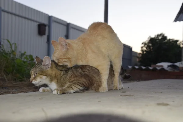 Acasalar Gatos Domésticos Comportamento Natural Dos Animais — Fotografia de Stock