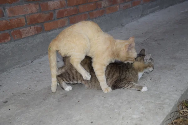 Paring Huiskatten Het Natuurlijke Gedrag Van Dieren — Stockfoto