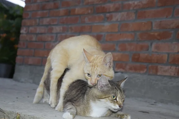 Acasalar Gatos Domésticos Comportamento Natural Dos Animais — Fotografia de Stock