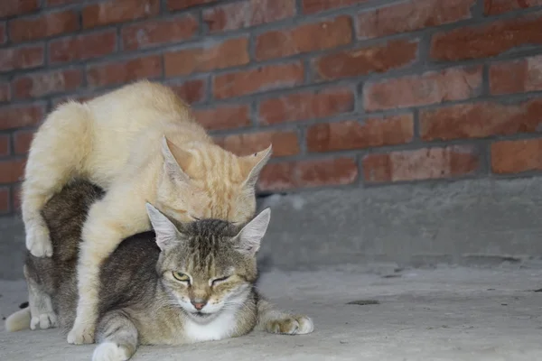 Ζευγάρωμα Κατοικίδιες Γάτες Φυσική Συμπεριφορά Των Ζώων — Φωτογραφία Αρχείου