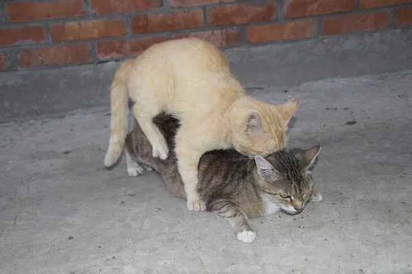 Mating Domestic Cats Natural Behavior Animals — Stock Photo, Image