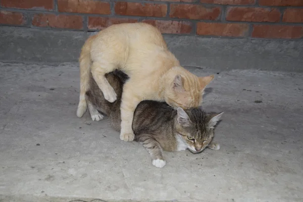 Acasalar Gatos Domésticos Comportamento Natural Dos Animais — Fotografia de Stock