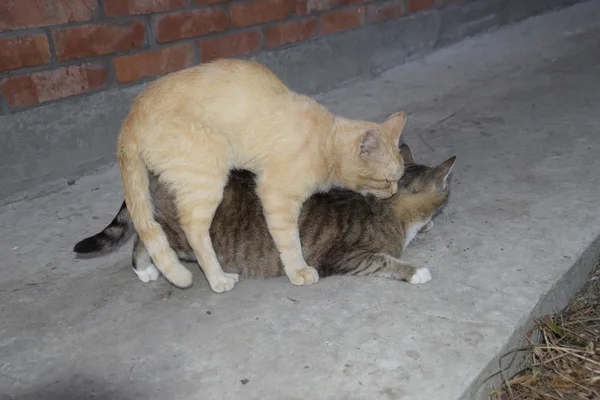 Paarung Von Hauskatzen Das Natürliche Verhalten Der Tiere — Stockfoto