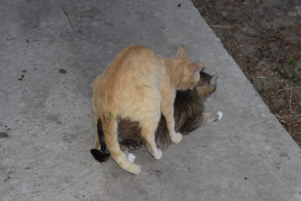 Acasalar Gatos Domésticos Comportamento Natural Dos Animais — Fotografia de Stock