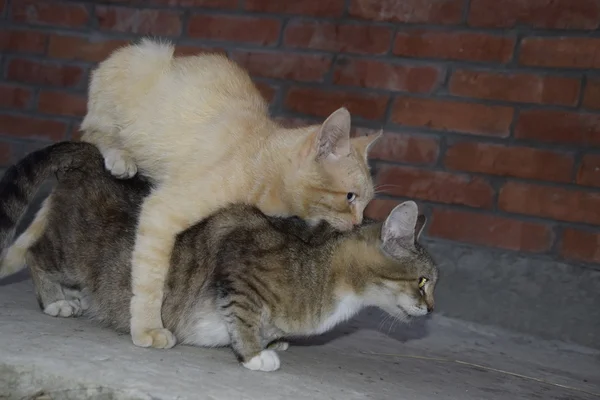 Acasalar Gatos Domésticos Comportamento Natural Dos Animais — Fotografia de Stock