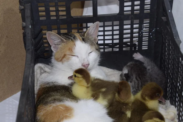 고양이 Ducklings에 어머니 고양이 고양이 Ducklings 바구니에 — 스톡 사진