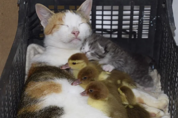 Cat Foster Mother Ducklings Cat Basket Kitten Receiving Musk Duck — Stock Photo, Image