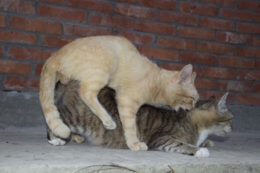 Yerli kedi çiftleşme. Hayvanların doğal davranış.