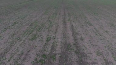 Ayçiçeği fide alanının Üstten Görünüm