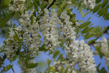 Çiçekli akasya beyaz üzüm. Arılar tarafından tozlaşma dikenli akasya beyaz çiçekler.